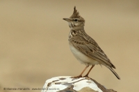 Pipíška chochlatá - Galerida cristata - Crested Lark