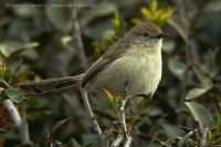 Prinia tamaryšková - Prinia gracilis - Graceful Prinia