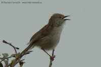 Prinia tamaryšková - Prinia gracilis - Graceful Prinia