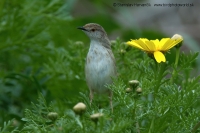 Prinia tamaryšková - Prinia gracilis - Graceful Prinia