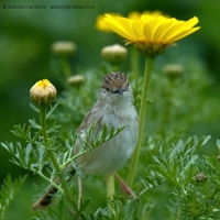 Prinia tamaryšková - Prinia gracilis - Graceful Prinia