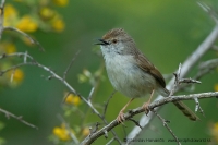 Prinia tamaryšková - Prinia gracilis - Graceful Prinia