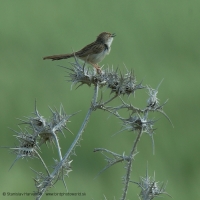 Prinia tamaryšková - Prinia gracilis - Graceful Prinia
