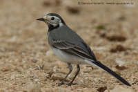 Trasochvost biely - Motacilla alba - White Wagtail