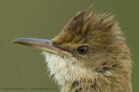 Trsteniarik dlhozobý - Acrocephalus stentoreus - Clamorous Reed Warbler