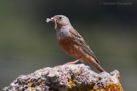 Strnádka sivokrká - Emberiza caesia - Cretzschmar´s Bunting 