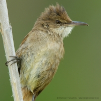 Trsteniarik dlhozobý - Acrocephalus stentoreus - Clamorous Reed Warbler