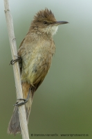 Trsteniarik dlhozobý - Acrocephalus stentoreus - Clamorous Reed Warbler