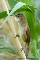 Trsteniarik dlhozobý - Acrocephalus stentoreus - Clamorous Reed Warbler