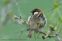 Vrabec obojkový - Passer hispaniolensis - Spanish Sparrow