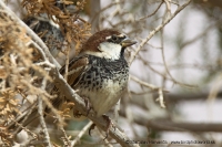 Vrabec obojkový - Passer hispaniolensis - Spanish Sparrow