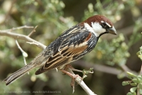 Vrabec obojkový - Passer hispaniolensis - Spanish Sparrow