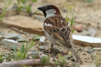 Vrabec domový - Passer domesticus - House Sparrow