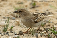 Vrabec domový - Passer domesticus - House Sparrow