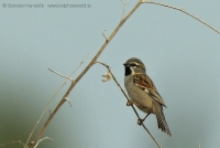 Vrabec tamaryškový - Passer moabiticus - Dead Sea Sparrow