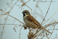 Vrabec tamaryškový - Passer moabiticus - Dead Sea Sparrow