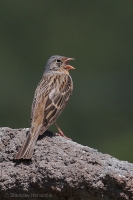 Strnádka sivokrká - Emberiza caesia - Cretzschmar´s Bunting 