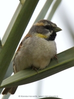 Vrabec tamaryškový - Passer moabiticus - Dead Sea Sparrow