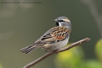 Vrabec tamaryškový - Passer moabiticus - Dead Sea Sparrow