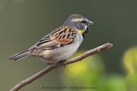 Vrabec tamaryškový - Passer moabiticus - Dead Sea Sparrow