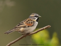 Vrabec tamaryškový - Passer moabiticus - Dead Sea Sparrow
