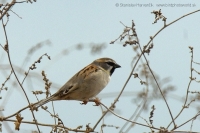 Vrabec tamaryškový - Passer moabiticus - Dead Sea Sparrow