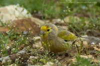 Kanárik cédrový - Serinus syriacus - Syrian Serin