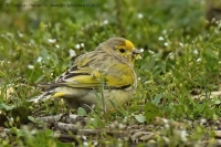 Kanárik cédrový - Serinus syriacus - Syrian Serin