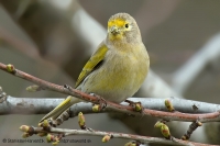 Kanárik cédrový - Serinus syriacus - Syrian Serin