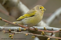 Kanárik cédrový - Serinus syriacus - Syrian Serin