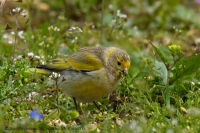 Kanárik cédrový - Serinus syriacus - Syrian Serin