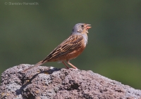 Strnádka sivokrká - Emberiza caesia - Cretzschmar´s Bunting 