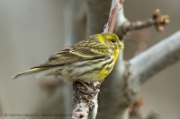 Kanárik poľný - Serinus serinus - European Serin