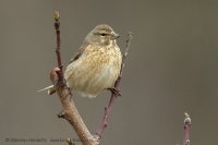 Stehlík konôpka - Carduelis cannabina - Common Linet
