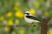 Skaliarik okrový - Oenanthe hispanica - Black-eared Wheatear