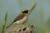 Skaliarik okrový - Oenanthe hispanica - Black-eared Wheatear