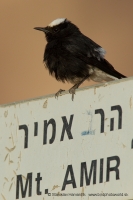 Skaliarik čiapočkatý - Oenanthe leucopyga - White-crowned Wheatear