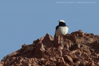 Skaliarik dlhozobý - Oenanthe monacha - Hooded Wheatear
