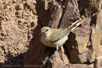 Skaliarik dlhozobý - Oenanthe monacha - Hooded Wheatear