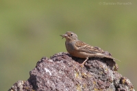 Strnádka sivokrká - Emberiza caesia - Cretzschmar´s Bunting 
