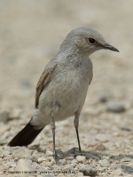 Skaliarik čiernochvostý - Oenanthe (Cercomela) melanura - Blackstart