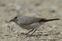 Skaliarik čiernochvostý - Oenanthe (Cercomela) melanura - Blackstart