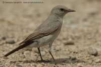 Skaliarik čiernochvostý - Oenanthe (Cercomela) melanura - Blackstart