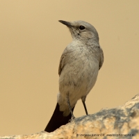 Skaliarik čiernochvostý - Oenanthe (Cercomela) melanura - Blackstart