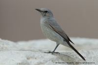 Skaliarik čiernochvostý - Oenanthe (Cercomela) melanura - Blackstart