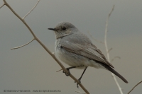 Skaliarik čiernochvostý - Oenanthe (Cercomela) melanura - Blackstart