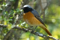 Žltochvost hôrny - Phoenicurus phoenicurus - Common Redstart