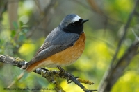 Žltochvost hôrny - Phoenicurus phoenicurus - Common Redstart
