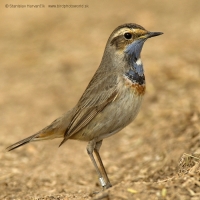 Slávik modrák stredoeurópsky - Luscinia svecica cyanecula - Bluethroat
