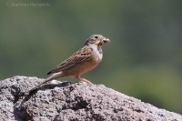 Strnádka sivokrká - Emberiza caesia - Cretzschmar´s Bunting 